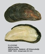 PLIOCENE Mytilus edulis